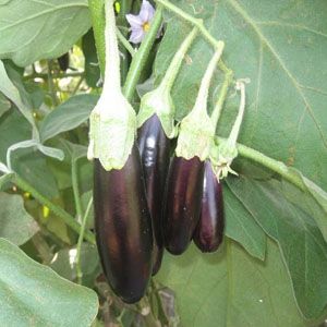 Brinjal