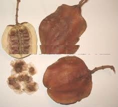 mimosifolia seeds