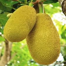 Fresh Jackfruit