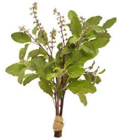 Tulsi Herb