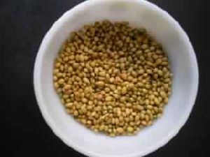 Coriander