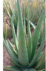 Aloe vera Plants