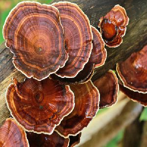 Reishi Mushrooms