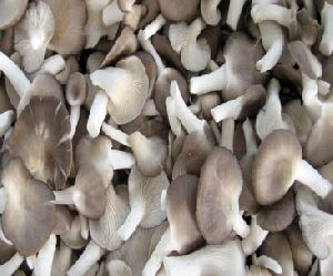 Fresh Sajar kaju Oyster Mushrooms
