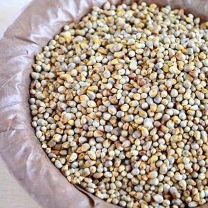 Pearl Millet