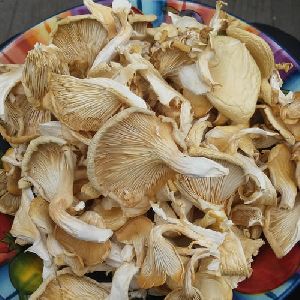Organic Dry Oyster Mushroom