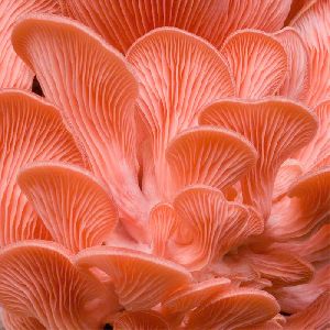 Red Dry Oyster Mushroom