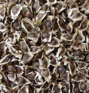 Dried Moringa Seed