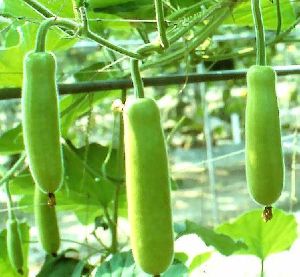 Fresh Bottle Gourd