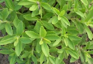 Stevia Leaves dry powder form