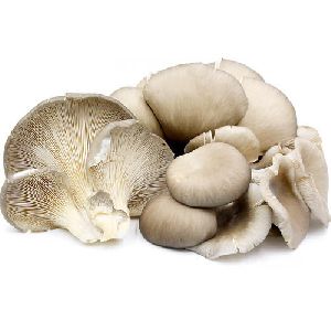 Oyster Button Mushroom