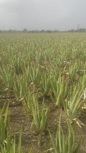 Aloe Vera Pulp