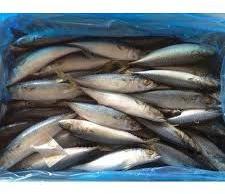 Frozen Mackerel Fish