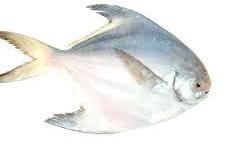 Pomfret Fish