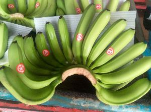 Cavendish Bananas