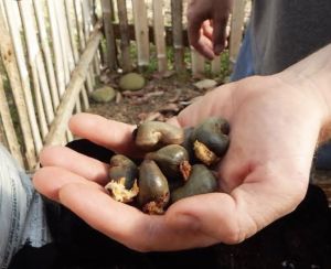 cashews Kernels