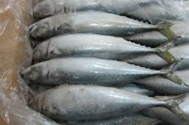 Frozen Mackerel Fish