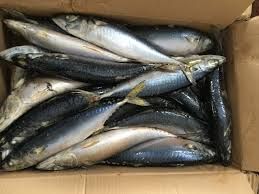 Frozen Mackerel