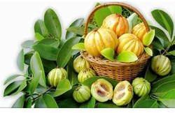 Garcinia Cambogia