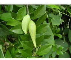 Gymnema Sylvestre Leaves