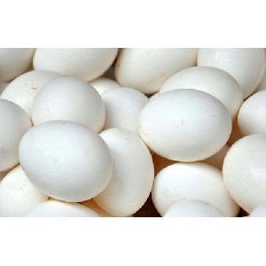 White Poultry Eggs