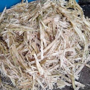 Sugarcane Bagasse