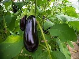 Brinjal