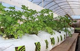 Greenhouse Grow Bags