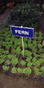 Fern Plant