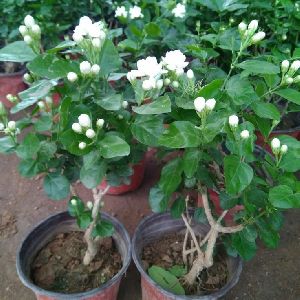 jasmine plant