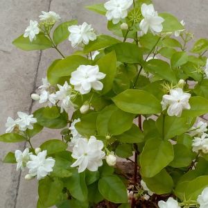 Jasminum Sambac plant