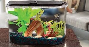 Bult Glass Aquarium