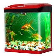 Fish Aquarium