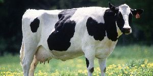 Hf Cow