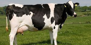 Karan Friesian Cow
