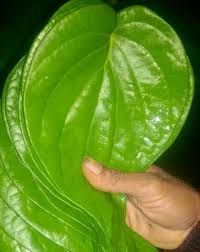 Fresh Betel