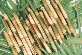 Sugar Cane