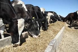 Cattle Feed Supplements