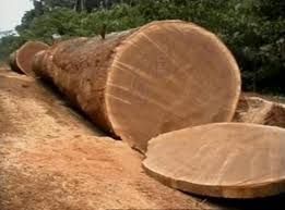Bubinga Wood Log