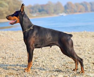 doberman dog