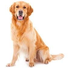 Golden Retriever Dog