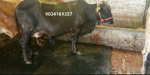 Black Sahiwal Cow