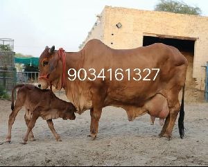 Milking sahiwal Cows
