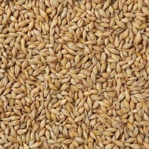 Barley Seeds