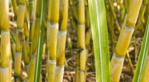 Sugarcane