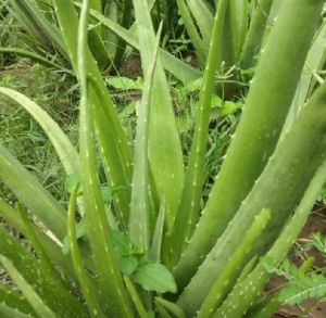 Organic Aloe Vera Leaves