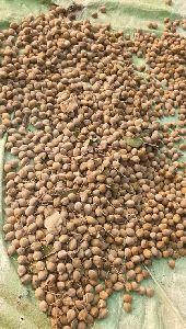 Organic Baheda Seeds