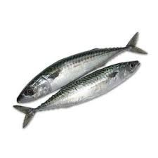 Fresh Mackerel Fish