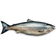 Salmon Fish