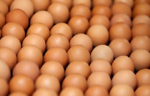 Vencobb Eggs